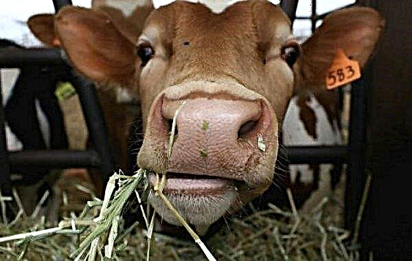 Envenenamiento de vacas: signos, síntomas y tratamiento