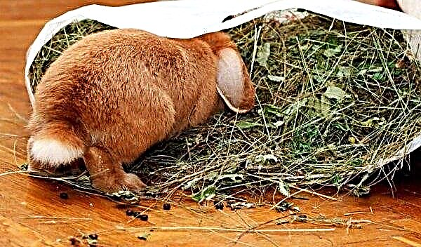 Je možné kŕmiť králikov kapustou (karfiol, Peking, čerstvý): výhody a poškodenia, stravovacie funkcie