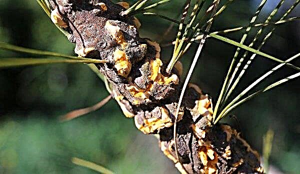 Épinette de Barbarie de Montgomery (Picea pungens montgomery): description et photo, application en aménagement paysager