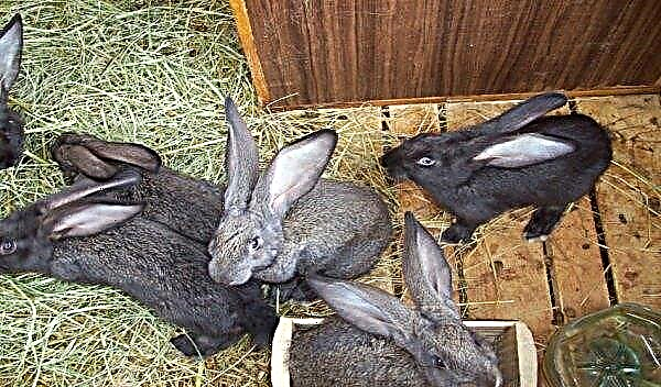Кролики фландр: опис і характеристика породи, розведення і утримання в домашніх умовах, ніж годувати, фото
