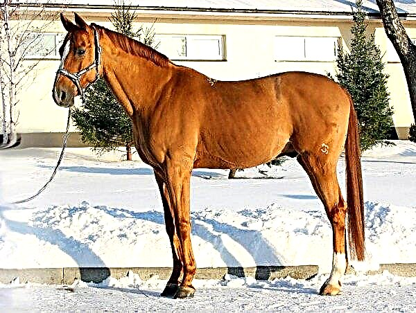 Budyonnovskaya breed of horses: characteristics, maintenance and care, photo