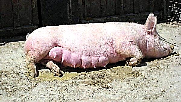 Mating (mating) pigs at home: how to find out the readiness and at what age they begin to happen