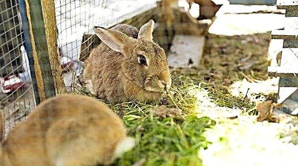 Conejos de engorde para carne en casa: dieta, estándares de alimentación