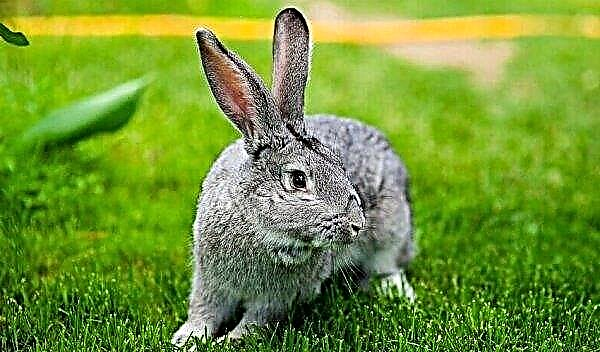 ¿Por qué los ojos del conejo se infectan y los párpados se hinchan: qué hacer, razones, tratamiento, foto?