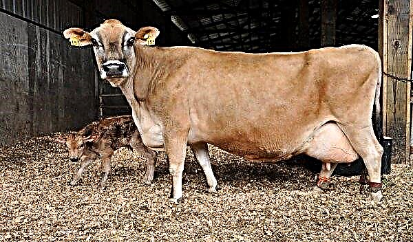 ¿Cuándo puedo tomar leche después de parir una vaca ?: después de cuánto tiempo, cómo ordeñar una vaca adecuadamente