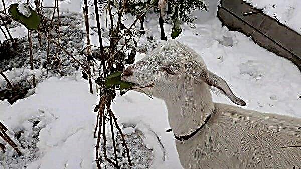 Keeping goats in winter without heating at home