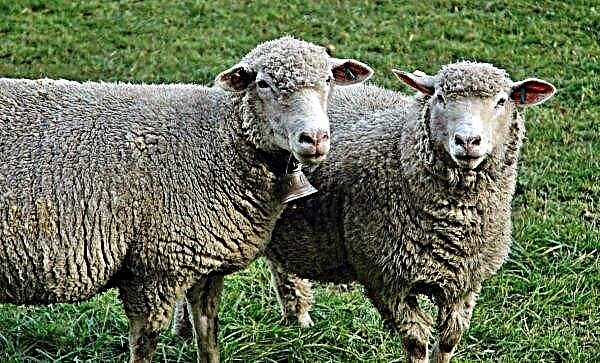 The closest ancestors of a domestic sheep: as they are called, where wild animals are common
