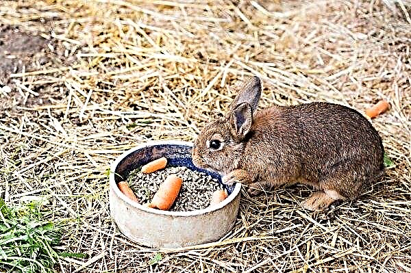 Biji apa yang lebih baik untuk memberi makan arnab, adakah mungkin untuk memberi biji-bijian