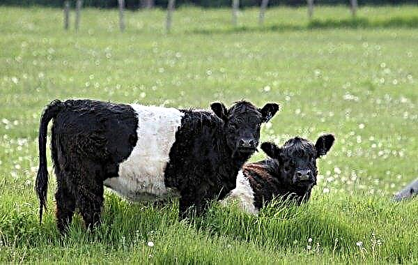 Galloway breed of cows: description, care and feeding