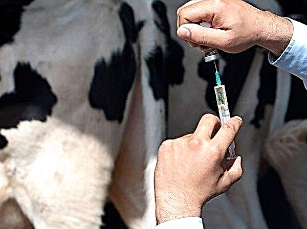 Température corporelle de la vache (ROUGE): ce qui est normal, comment mesurer et faire baisser