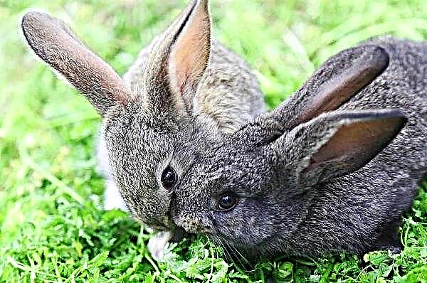 Sjukdomar i öronen hos kaniner: symtom, behandling med folk och medicinering, foto