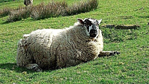 Moutons dans un pâturage: la taille de la parcelle pour les troupeaux de pâturage, le calcul de la norme de la superficie par individu