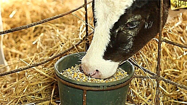 Start, approaching symptoms, calendar, calf intake, care and feeding after calving