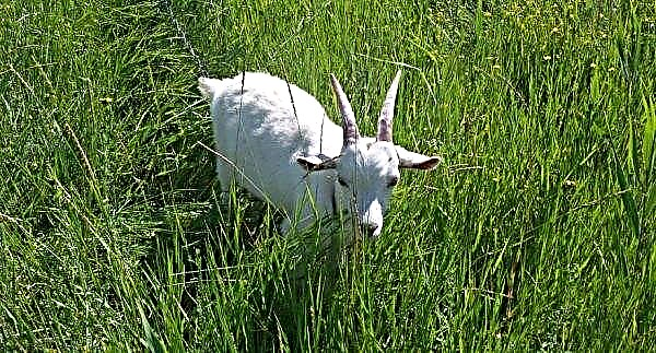 Saanen goats: description of the breed and photos, keeping and feeding