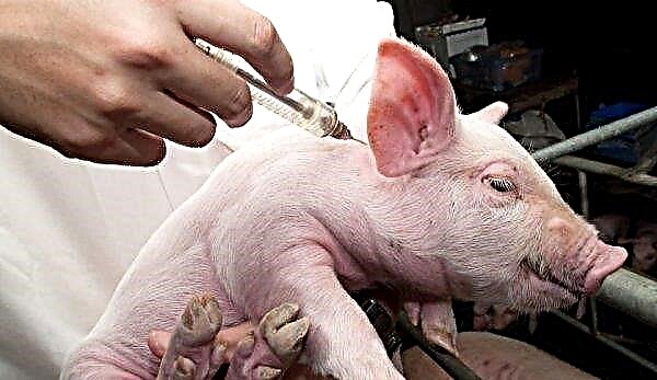 Classical swine fever: symptoms, vaccination, treatment, prevention