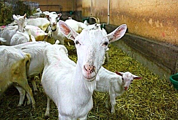 L'élevage de chèvres en tant qu'entreprise: rentable ou non, rentabilité, où commencer à élaborer un plan d'affaires