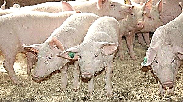 Compound feed for pigs: types, composition, how and how much to feed, recipe