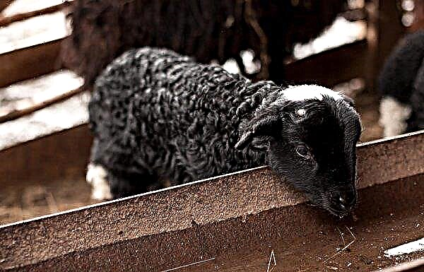 Karachaevskaya breed of sheep: basic characteristics, appearance, advantages and disadvantages of the breed, photos, video