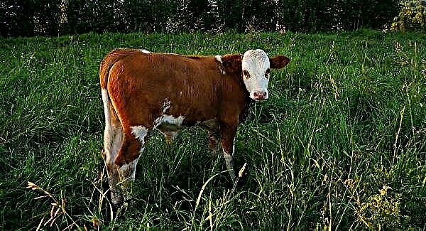 Bronchopneumonia in calves: causes, treatment (drugs), acute and chronic forms