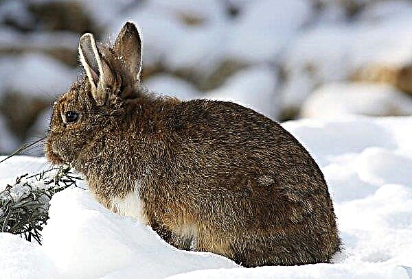 How to feed rabbits in the winter at home: the basic rules of nutrition, drawing up a diet