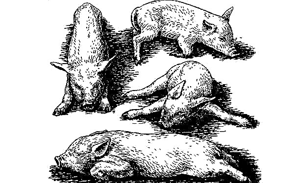 큰 흰 돼지 품종 : 설명 및 특성, 사진 및 비디오