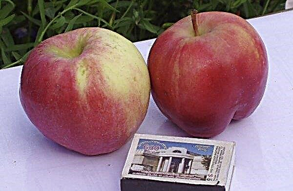 Vörösáfonya almafa: a fajta leírása és jellemzői, termesztése és gondozása, fénykép