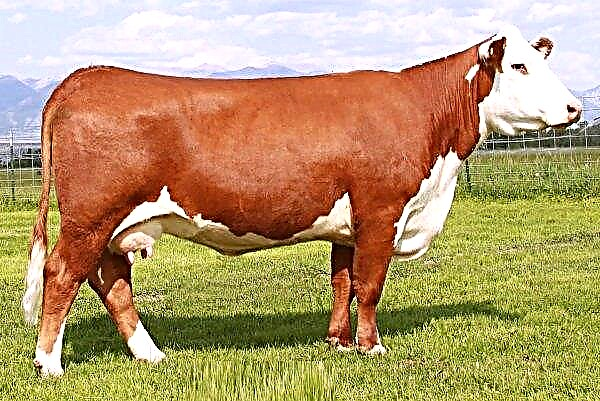 Hereford breed of cows: characteristics, features of the content, photo