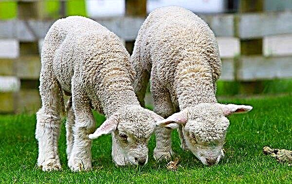 Allevamento di pecore a casa per i principianti: l'età riproduttiva delle pecore, metodi di inseminazione, agnello, frequenza degli agnelli