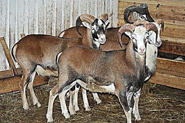Katumskaya sheep breed: breed characteristics, appearance, features, photo