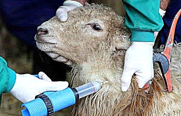 La vacuna contra la viruela de ovejas y cabras "ShipPox-LSD vak": instrucciones de uso, características