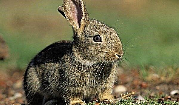 Tavşanlarda kulak akarı: işaretler, evde tedavi (halk ilaçları, spreyler, damlalar) ve önleme
