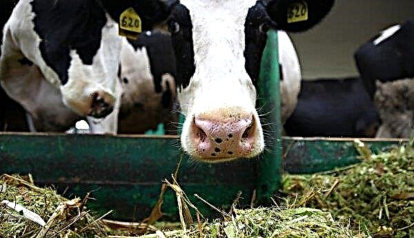 Raça holandesa de vacas: características, fotos, prós e contras, manutenção e cuidados
