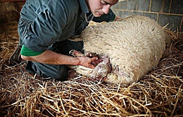Merino sheep: origin, characteristics, rules and features of the content