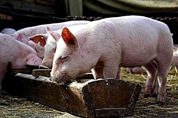 Fleischrassen von Schweinen und ihre Eigenschaften