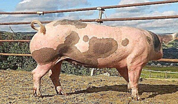 Pietrain pig breed: characteristics and description, selection tips when buying, maintenance and care, photo