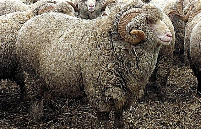 Fine-fleece, merino, half-fine, woolly, meat, photo