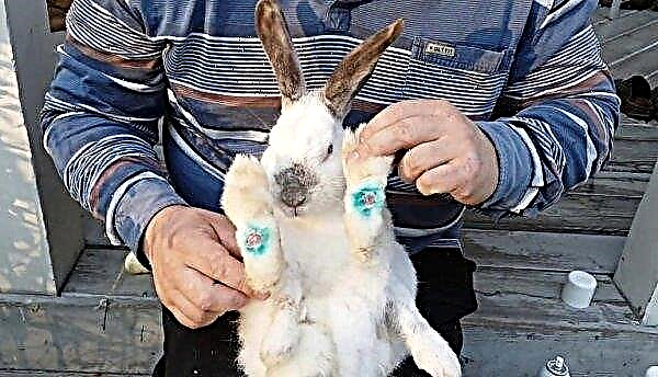 Kaninchen im Winter in den Käfigen halten: angenehme Temperatur, Fortpflanzung