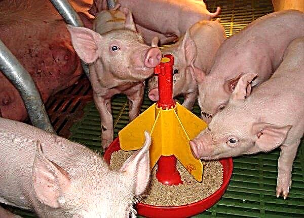 Premixes للخنازير: TOP من أفضل Premixes ، وتكوينها وخصائصها ، وميزات وقواعد التغذية ، والفيديو