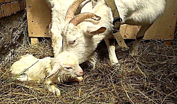 How to run a goat before lambing: in summer and winter, if there was mastitis, with girl's milk
