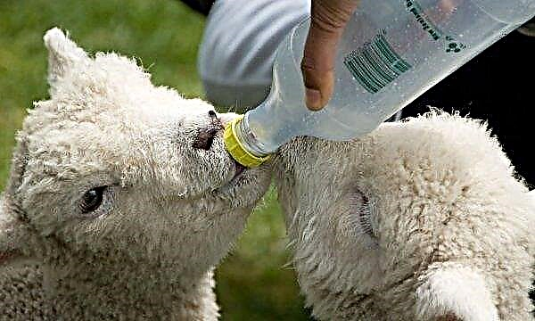 Diarrhée chez un agneau, mouton adulte: déterminer la cause de la maladie et les méthodes de traitement à domicile