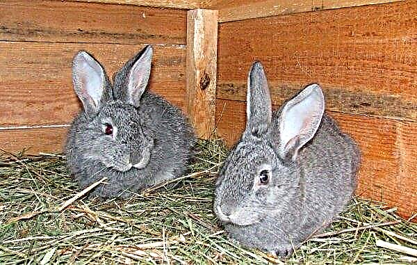 Soviet chinchilla (breed of rabbits): description, photo, weight, breeding and feeding