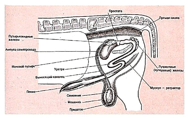 מבנה הפרה עם תיאור השיניים, העטין, הלסת, הבטן, האיברים הפנימיים