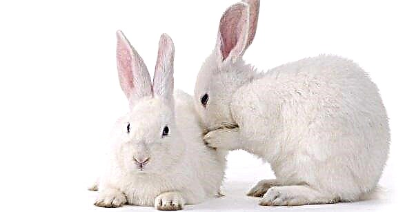 Ist es möglich, Kaninchen Gurken zu geben: Nutzen und Schaden, insbesondere Fütterung