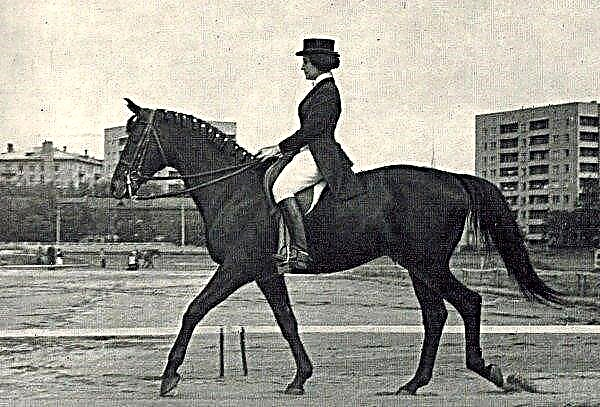 Trakenen pasmina konja: karakteristike i fotografije, uvjeti održavanja i njege