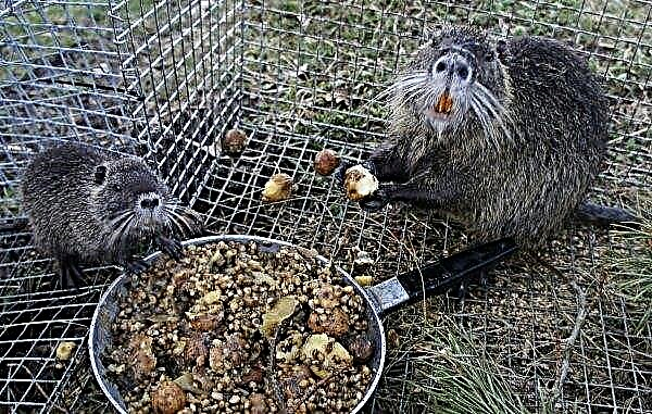 How to make DIY cells for nutria: basic requirements, drawings, sizes, photos