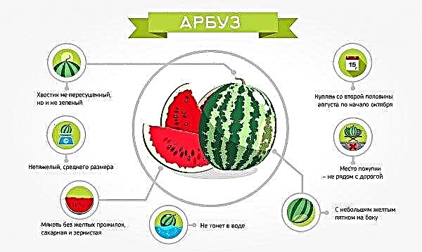Warum Wassermelone nicht süß ist: Die Hauptursachen, Vorteile und Schäden, die Regeln für die Auswahl eines Fötus