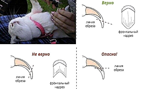 Como cortar as garras de um coelho em casa: como fazê-lo corretamente, instruções passo a passo, vídeo