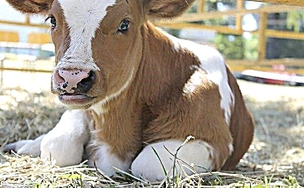 Nickname for the calf (list): how to name a boy and a girl