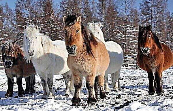 Yakut häst: beskrivning och egenskaper hos rasen med foton, funktioner för vård, underhåll och näring, video