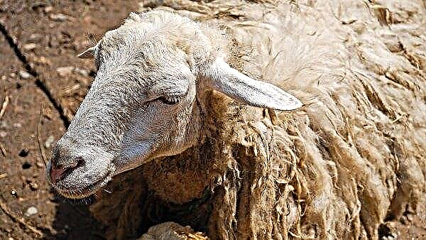 Kā un kā efektīvi ārstēt aitas no ērcēm - zāles ērcēm aitām: aptieku preparāti, tautas līdzekļi